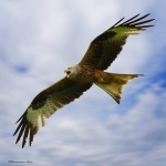 20220609 RM 032 1 DSC07971.jpg